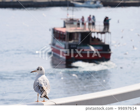 熱海港與黑尾鷗一起航行的遊船 熱海港與黑尾鷗一起航行的遊船 99897614