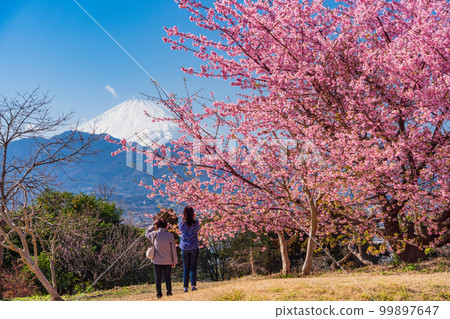 (Kanagawa Prefecture) Mt.Fuji seen from the Biotopia garden with Kawazu cherry blossoms blooming (Kanagawa Prefecture) Mt.Fuji seen from the Biotopia garden with Kawazu cherry blossoms blooming 99897647
