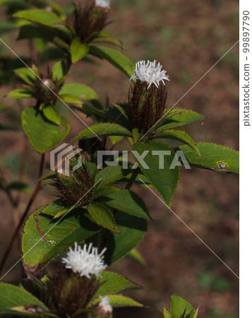 豆渣花(菊科多年生植物) 豆渣花(菊科多年生植物) 99897790