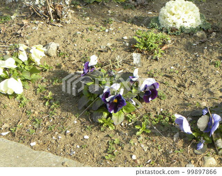 三色堇矮中提琴白藍色和白紫色花 三色堇矮中提琴白藍色和白紫色花 99897866