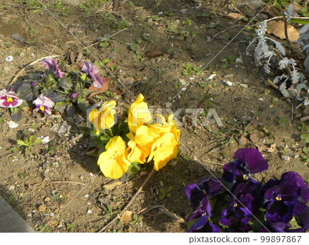 小三色堇花中提琴白色黃色紫色花 99897867