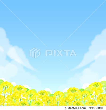 油菜田和藍天景觀 油菜田和藍天景觀 99898001