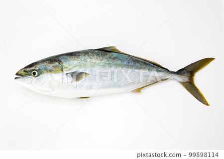 黃尾鰤 黃尾鰤 99898114