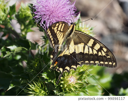 Papilio machaon sucking nectar from a thistle flower Papilio machaon sucking nectar from a thistle flower 99898117