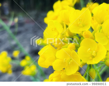 強姦開花 99898911