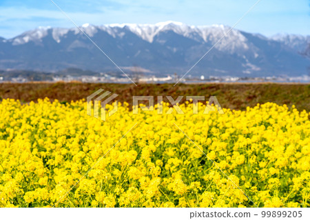 Field of rape blossoms and Mt. Hira with snow remaining in Nagisa Park in Moriyama City, Shiga Prefecture Field of rape blossoms and Mt. Hira with snow remaining in Nagisa Park in Moriyama City, Shiga Prefecture 99899205