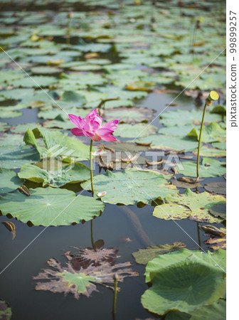 Nature photo: Lotus flowers. This is beautifull flowers. Nature photo: Lotus flowers. This is beautifull flowers. 99899257