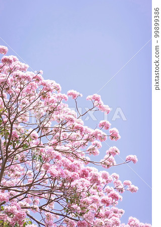 Pink Trumpet (Tabebuia Rosea) flowers in full bloom on blue sky Bangkok, Thailand Pink Trumpet (Tabebuia Rosea) flowers in full bloom on blue sky Bangkok, Thailand 99899386