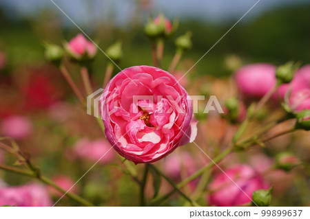 jindai botanical garden jindai botanical garden park may flower japan tokyo plant nature rose rose rose bloom spring outdoors 99899637