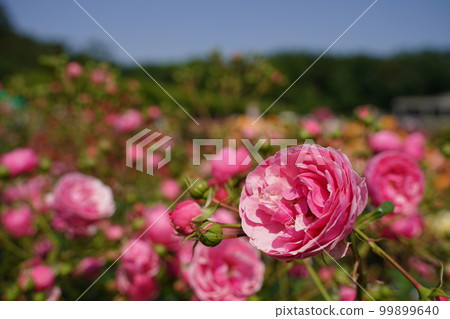 jindai botanical garden jindai botanical garden park may flower japan tokyo plant nature rose rose rose bloom spring outdoors 99899640