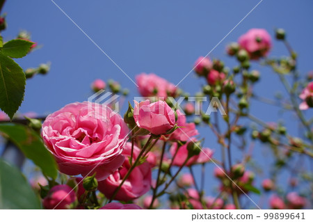 jindai botanical garden jindai botanical garden park may flower japan tokyo plant nature rose rose rose bloom spring outdoors 99899641