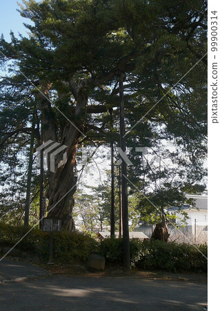 Large twisted dogwood at Odawara Castle / Odawara City, Kanagawa Prefecture Large twisted dogwood at Odawara Castle / Odawara City, Kanagawa Prefecture 99900314