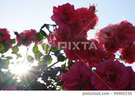 jindai botanical garden jindai botanical garden park may flower japan tokyo plant nature rose rose rose bloom spring outdoors 99900330