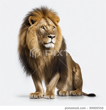 Lion background material 99900508