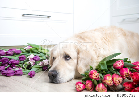 Dog golden longhair labrador retriever lies on the floor in tulips of different colors Dog golden longhair labrador retriever lies on the floor in tulips of different colors 99900755
