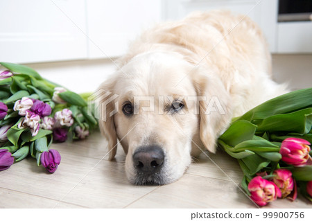 Dog golden longhair labrador retriever lies on the floor in the kitchen with tulips of different colors Dog golden longhair labrador retriever lies on the floor in the kitchen with tulips of different colors 99900756