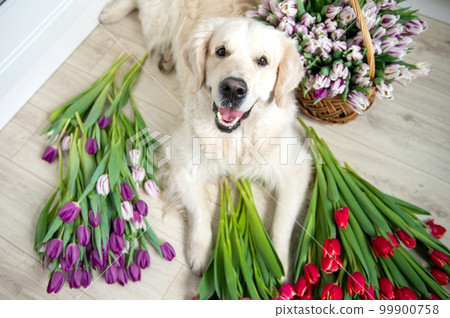 Puppy labrador retriever lies on the floor in tulips of different colors in the kitchen. Red flowers Puppy labrador retriever lies on the floor in tulips of different colors in the kitchen. Red flowers 99900758