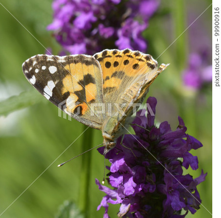 butterfly the painted lady, Vanessa cardui, sitting on lavender flower 99900916