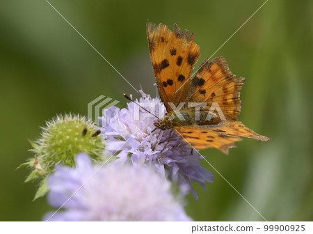 butterfly the comma, Polygonia c album, sitting on a wild field flower butterfly the comma, Polygonia c album, sitting on a wild field flower 99900925