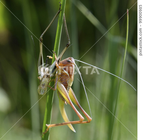 Grasshopper molting, sitting on a plant stem near its old skin Grasshopper molting, sitting on a plant stem near its old skin 99900985