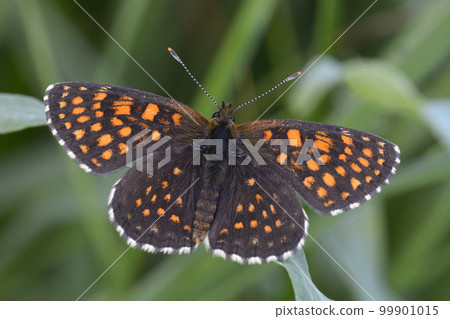 butterfly the false heath fritillary, Melitaea diamina, sitting on a grass 99901015