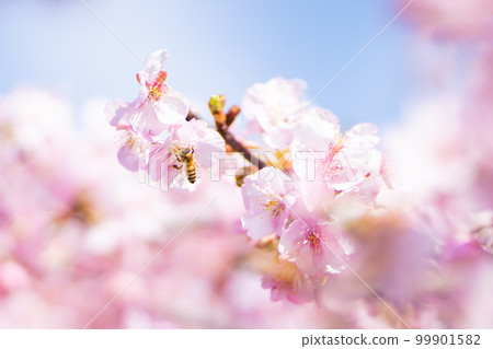 The arrival of spring Kawazu cherry blossoms and bees The arrival of spring Kawazu cherry blossoms and bees 99901582