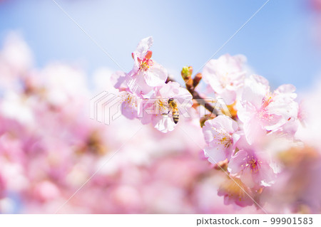 The arrival of spring Kawazu cherry blossoms and bees The arrival of spring Kawazu cherry blossoms and bees 99901583