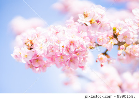 河津櫻花盛開 99901585