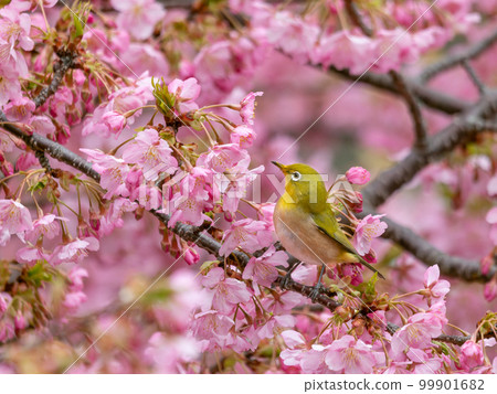 Image of Kawazu cherry blossoms and Japanese white-eye Image of Kawazu cherry blossoms and Japanese white-eye 99901682