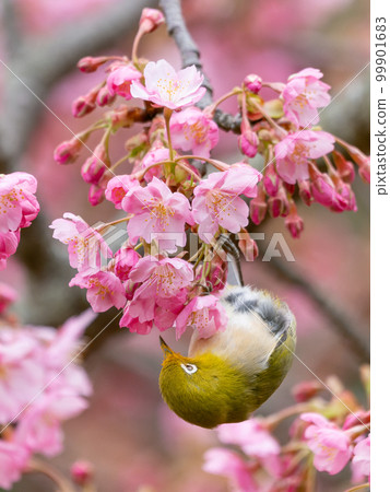 Image of Kawazu cherry blossoms and Japanese white-eye Image of Kawazu cherry blossoms and Japanese white-eye 99901683