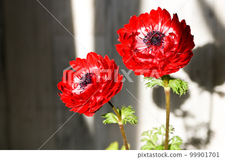 Anemones Anemones 99901701