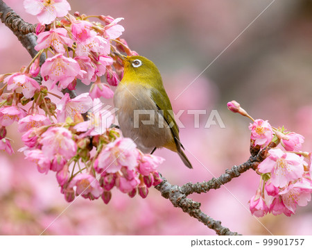 河津櫻花和日本白眼的形象 99901757