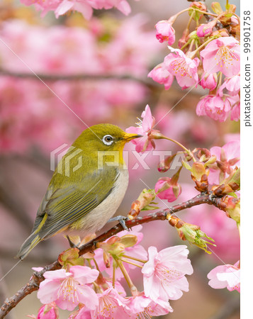 Image of Kawazu cherry blossoms and Japanese white-eye 99901758