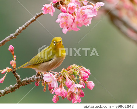 河津櫻花和日本白眼的形象 99901848