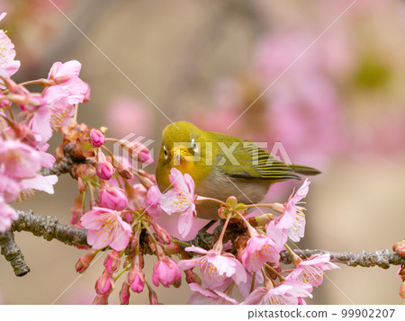 Image of Kawazu cherry blossoms and Japanese white-eye Image of Kawazu cherry blossoms and Japanese white-eye 99902207
