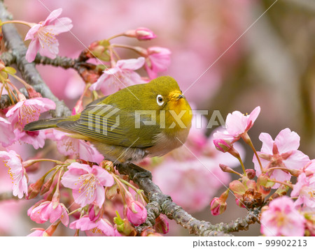 河津櫻花和日本白眼的形象 河津櫻花和日本白眼的形象 99902213