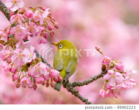 河津櫻花和日本白眼的形象 99902223