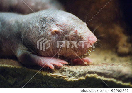 A close-up shot of a naked mole rat in an underground burrow 99902262