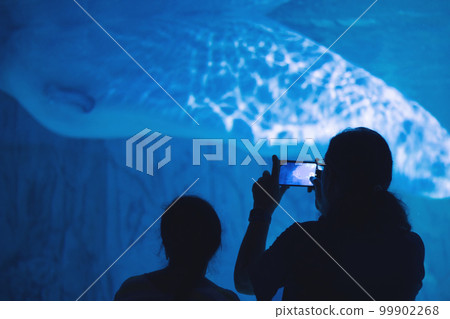 A mother and daughter at the aquarium taking photos on a mobile phone of a beluga whale in a glass tank 99902268