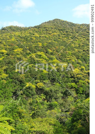 沖繩縣新山山原國頭村 99902491