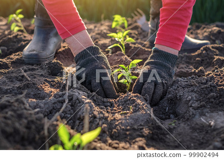An elderly woman in dirty gloves is planting young pepper seedlings in the soil in the garden. The season of planting vegetables and vegetation An elderly woman in dirty gloves is planting young pepper seedlings in the soil in the garden. The season of planting vegetables and vegetation 99902494
