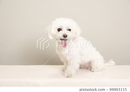 Coco the smiling maltese Coco the smiling maltese 99903115