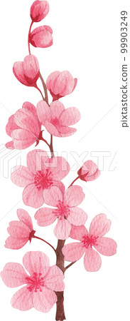 Cherry blossom dessert watercolor png element 99903249