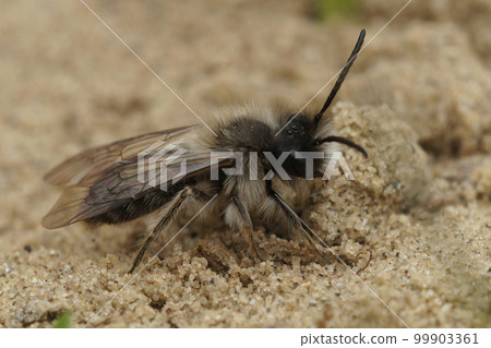 Closeup on a hairy male nycthemeral mining bee , Andrena nycthemera sitting on the ground 99903361