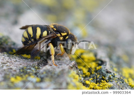 Closeup on a small, colorful yellow male rotund resin bee, Anthidiellum strigatum Closeup on a small, colorful yellow male rotund resin bee, Anthidiellum strigatum 99903364