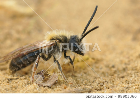 Detailed closeup on a hairy male Orange tailed mining bee, Andrena haemorrhoa, on the ground Detailed closeup on a hairy male Orange tailed mining bee, Andrena haemorrhoa, on the ground 99903366