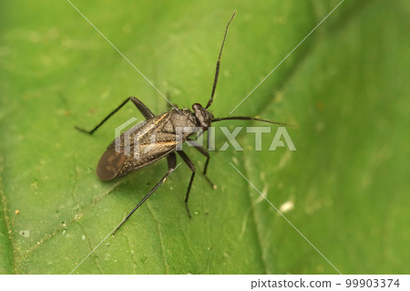 Closeup on a dark Mirid plat parasite bug, Orthocephalus coriaceus sitting on a green leaf 99903374