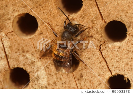 Closeup on a female Red mason bee, Osmia rufa at the nest entrance in a bee-hotel 99903378