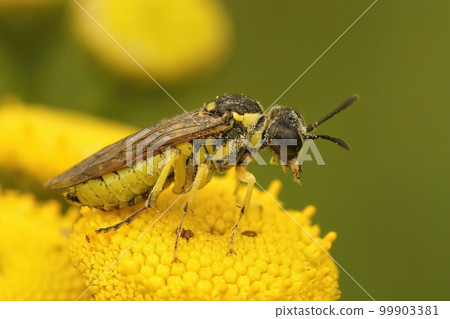 Closeup on a colorful yellow sawfly,Tenthredo notha sitting on a yellow , Tansy flower 99903381