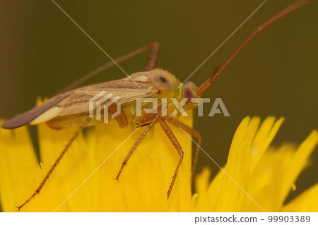Closeup on a potato capsid mirid bug, Closterotomus norwegicus, sitting on a yellow flower Closeup on a potato capsid mirid bug, Closterotomus norwegicus, sitting on a yellow flower 99903389